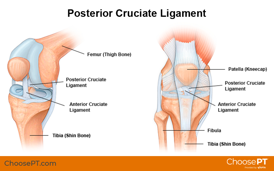 Guide Physical Therapy Guide To Posterior Cruciate Ligament Injury 